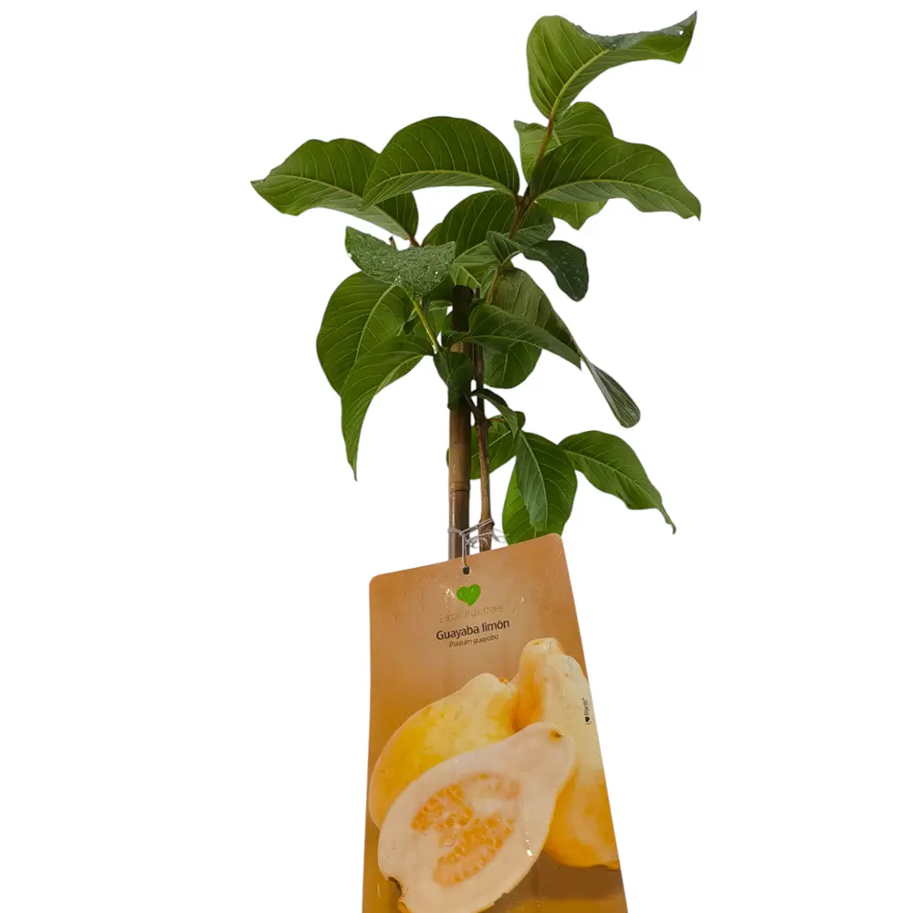 Гуава Лимонная / Psidium Lemon