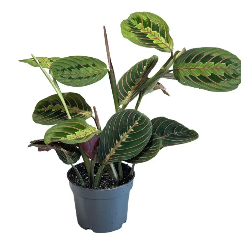 Маранта Leuconeura mini Red Stripe купить