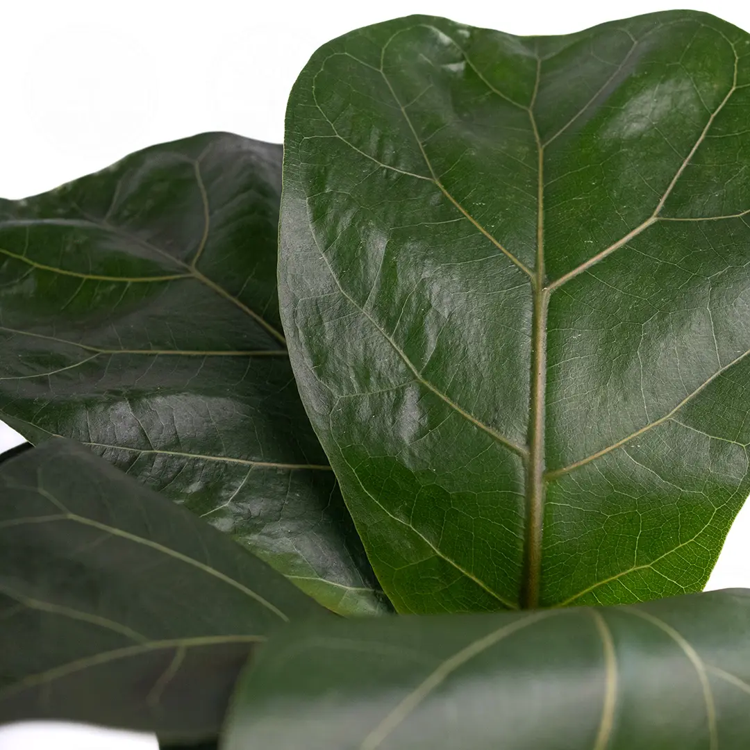 Фикус лировидный "Бамбино" / Ficus lyrata "Bambino" купить