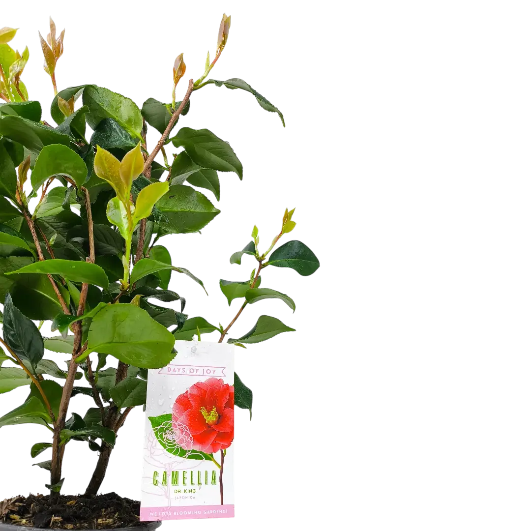 Камелия японская Доктор Кинг / Camellia japonica Dr. King купить