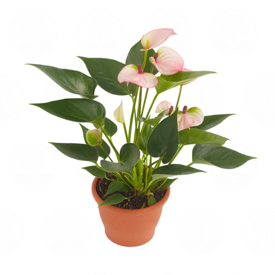 Антуриум Липа Пинк мини / Anthurium LIPA PINK MINI купить