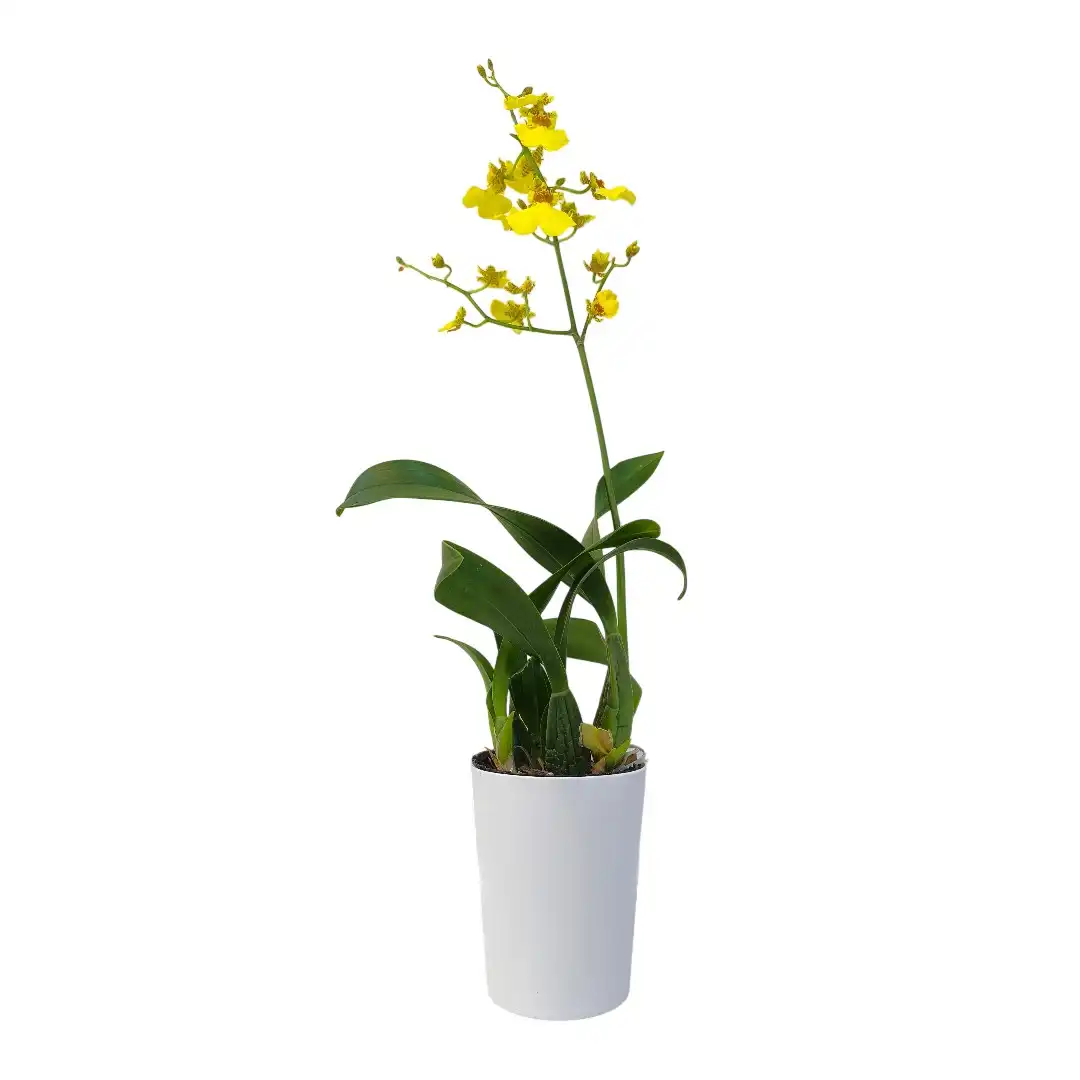 Онцидиум желтый / Oncidium купить