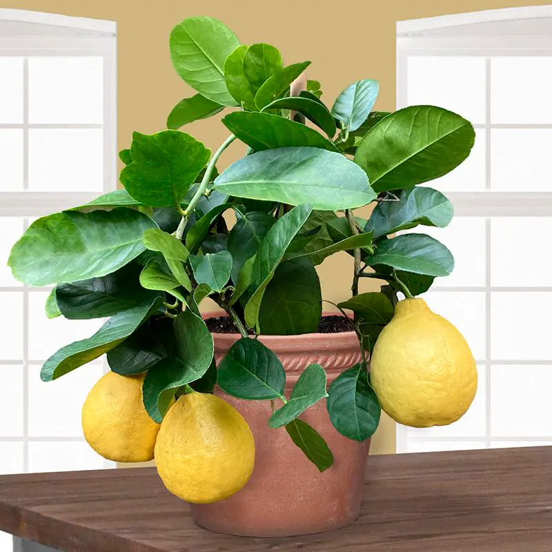 Лимон Пандероза / Lemon Panderosa — цитрусовое растение, детальное фото
