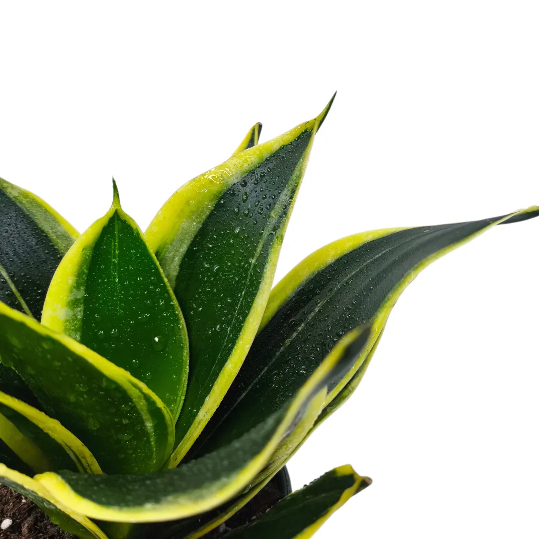 Сансевиерия Лотус Ханни / Sansevieria Lotus Hahni купить