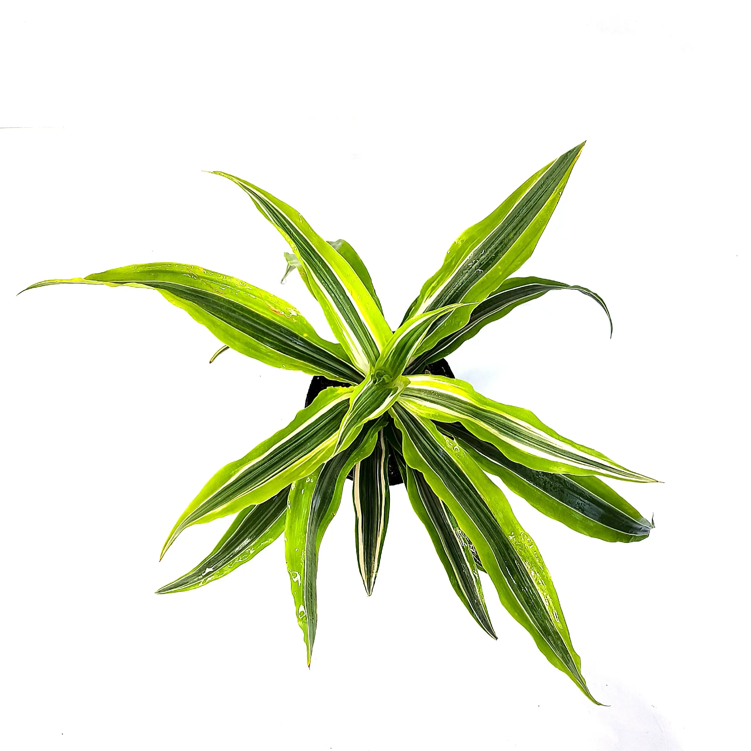 Dracaena Royers Gold листья