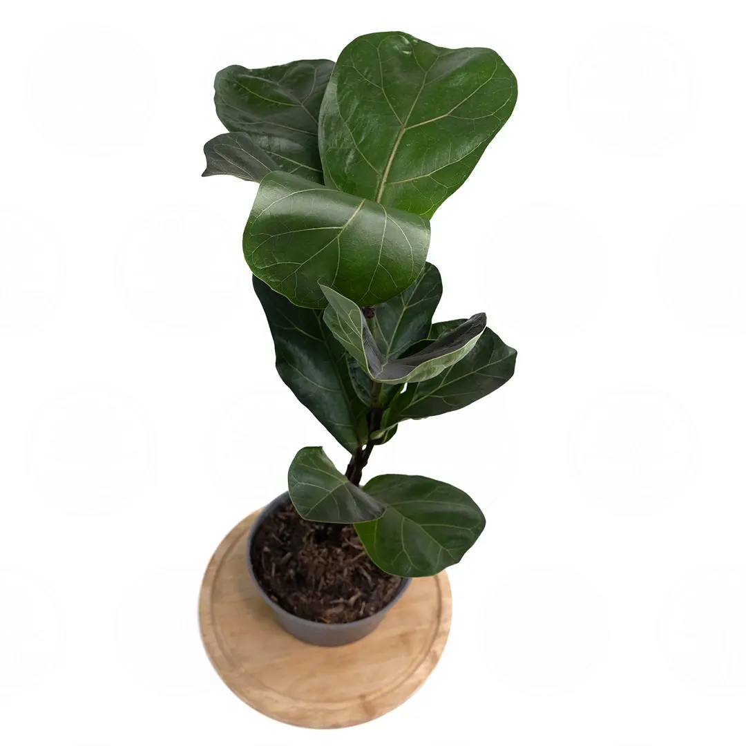 Фикус лировидный "Бамбино" / Ficus lyrata "Bambino" купить