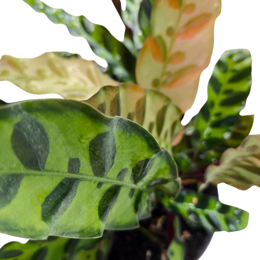 Калатея ланцетолистная / Calathea lancifolia купить