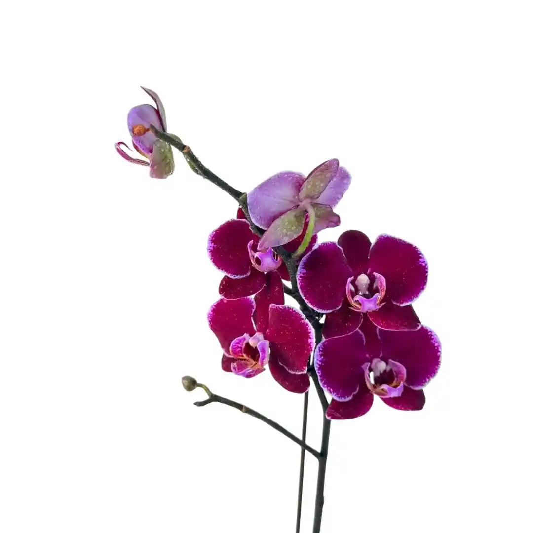 Фаленопсис Монпелье / Phalaenopsis Montpellier 1 ств купить