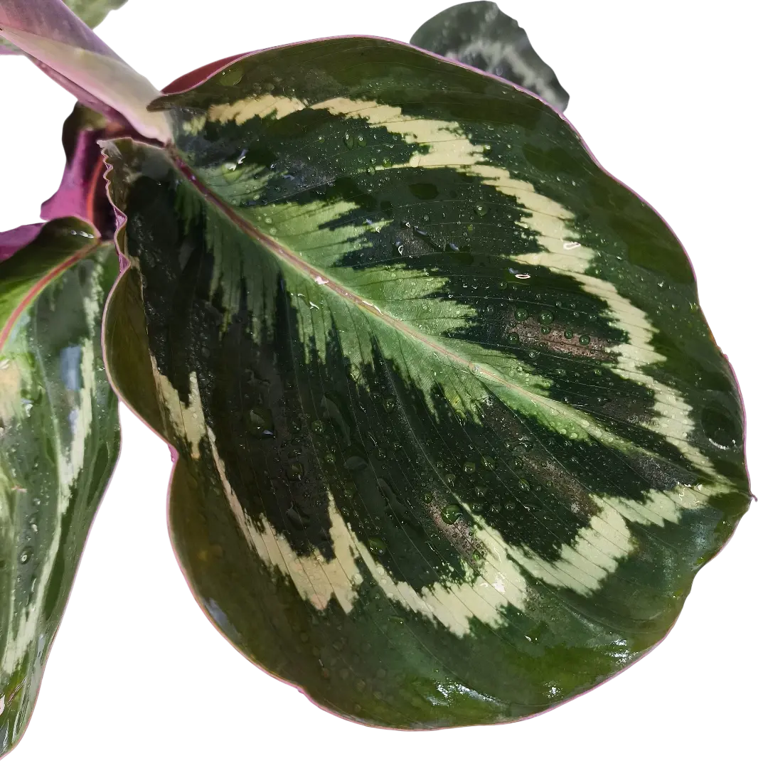Калатея Розеопикта / Calathea Roseopicta купить