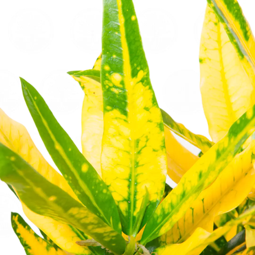 Кодиеум "Sunny Star" variegatum купить