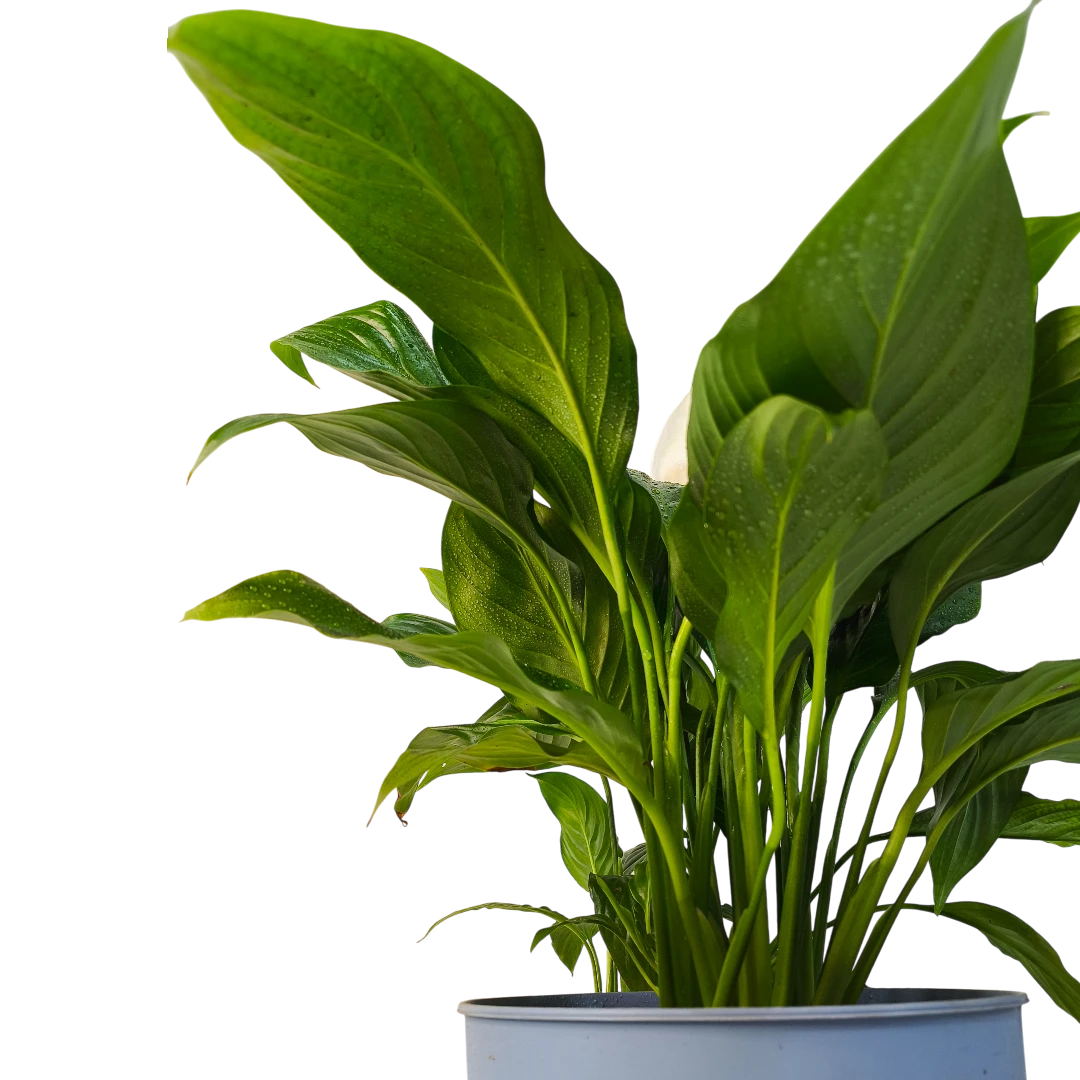 Спатифиллум / Spathiphyllum купить