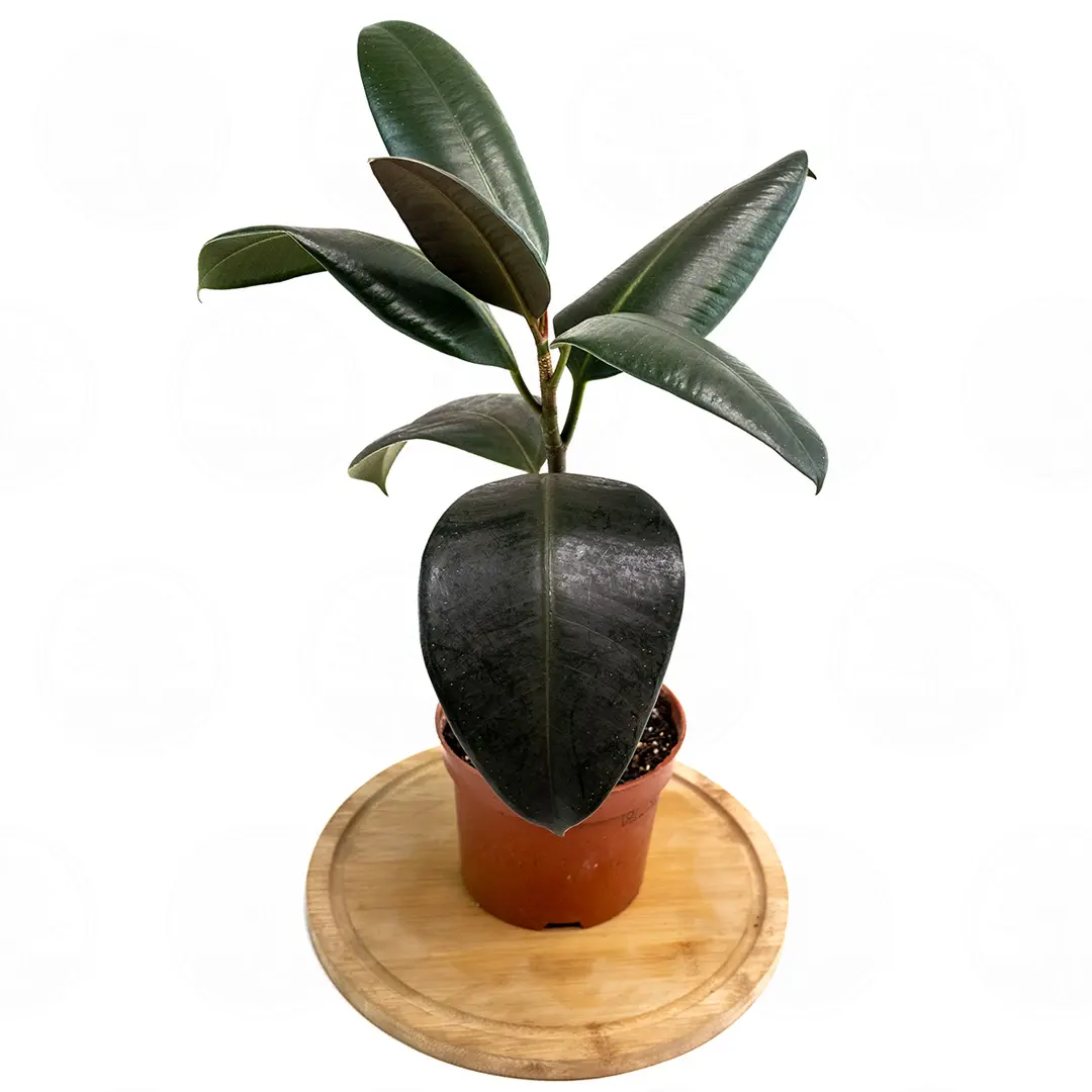 Фикус эластика "Абиджан" / Ficus elastica "Abidjan" купить