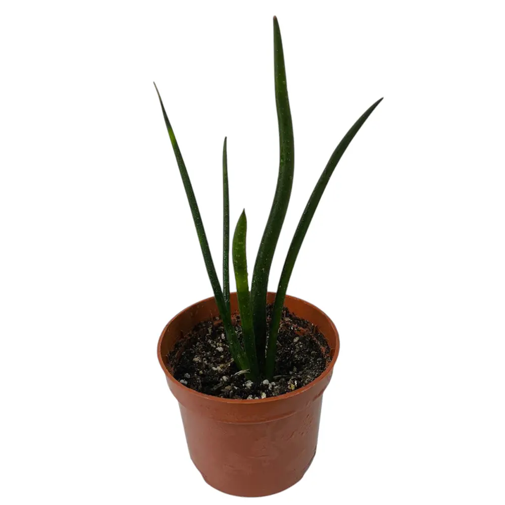 Сансевиерия цилиндрика / Sansevieria Cylindrica купить