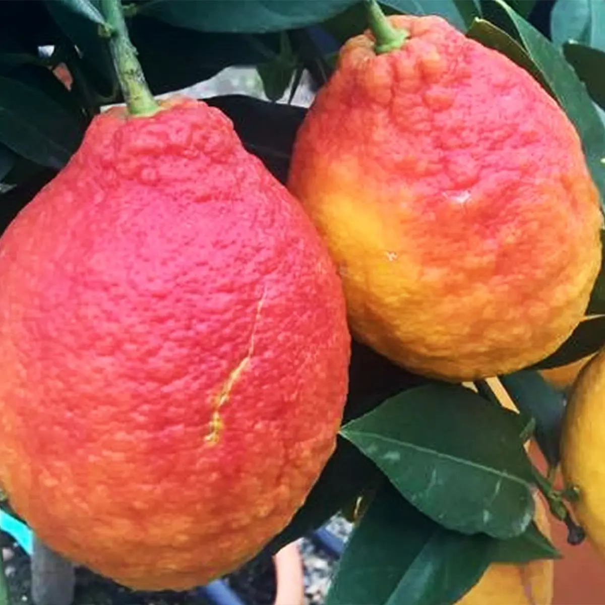 Лимон Россо / Lemon Rosso — цитрусовое растение, детальное фото
