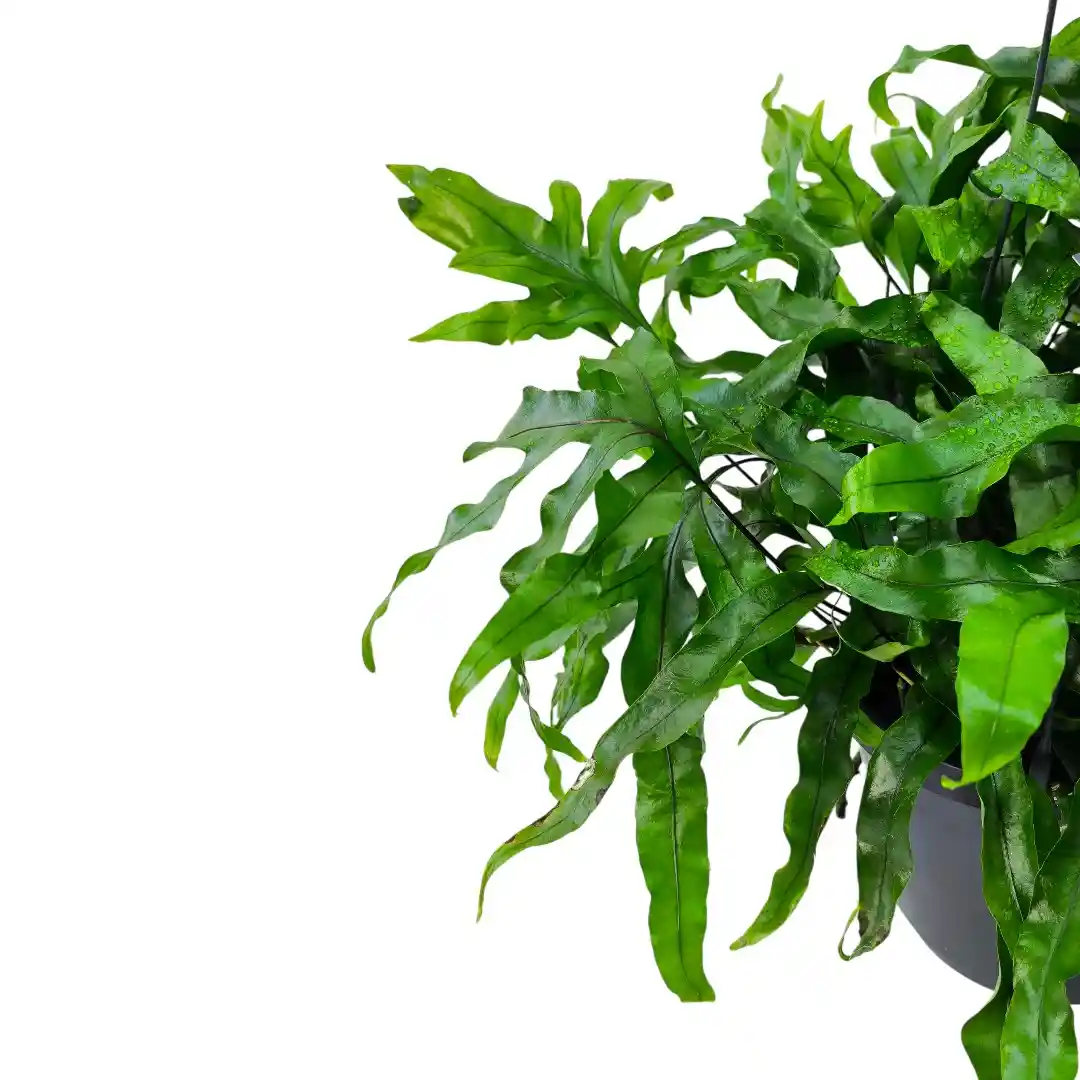 Флебодиум Давана / Phlebodium Aureum Davana купить