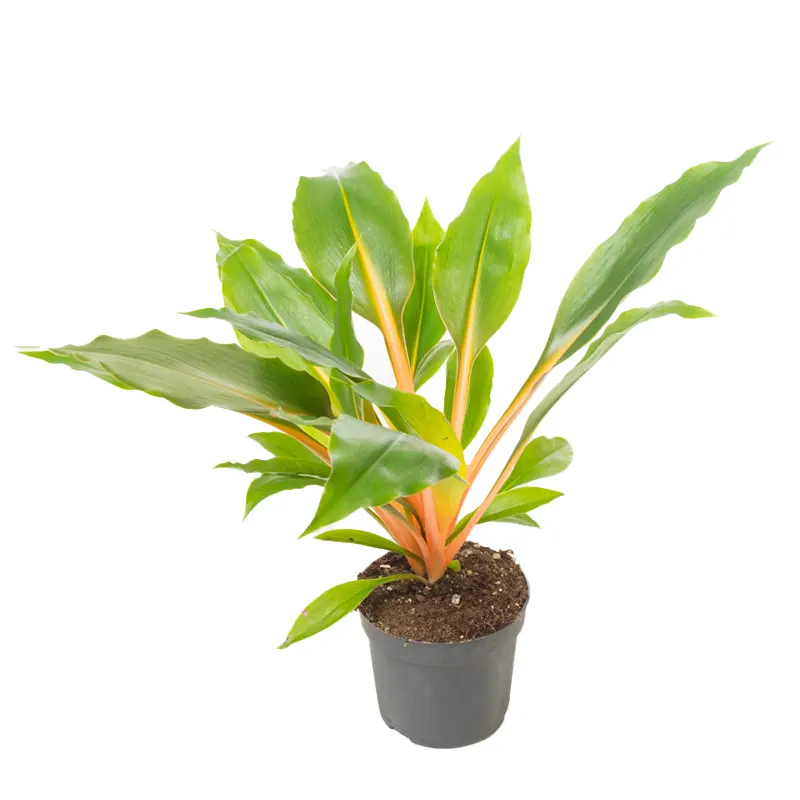 Хлорофитум orchidastrum Green Orange купить