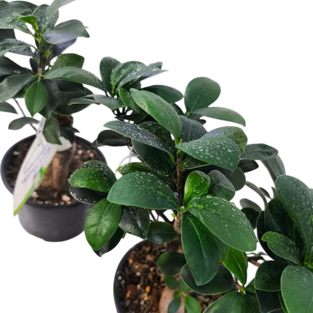 Бонсай Фикус Микрокарпа Ginseng/ Ficus Ginseng купить