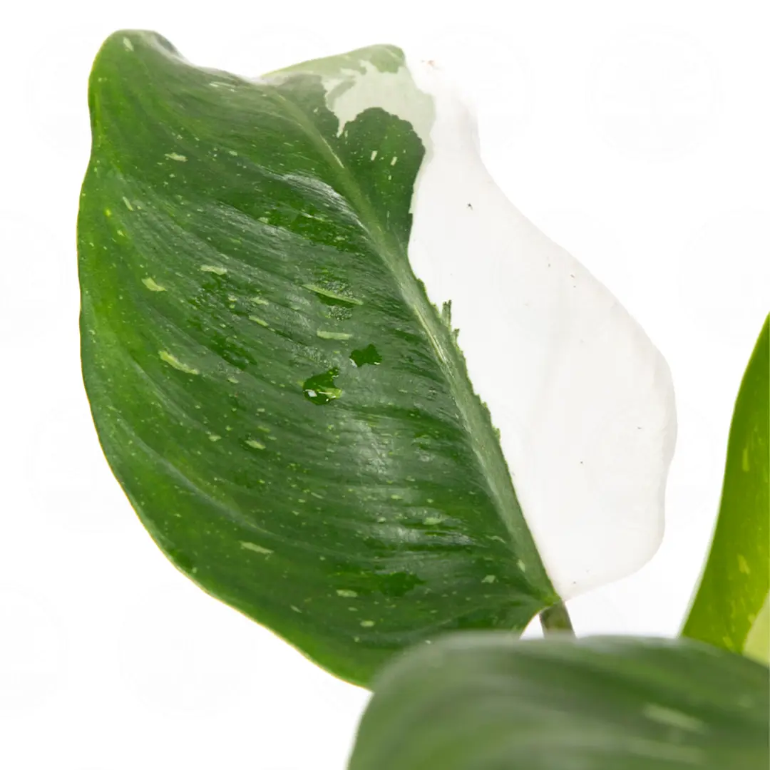 Филодендрон Вайт Принцесс / Philodendron White Princess купить