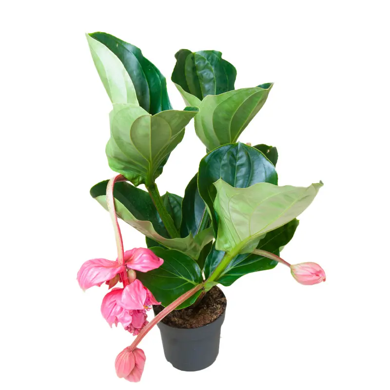 Мединилла Фламенко / Medinilla Flamenco купить