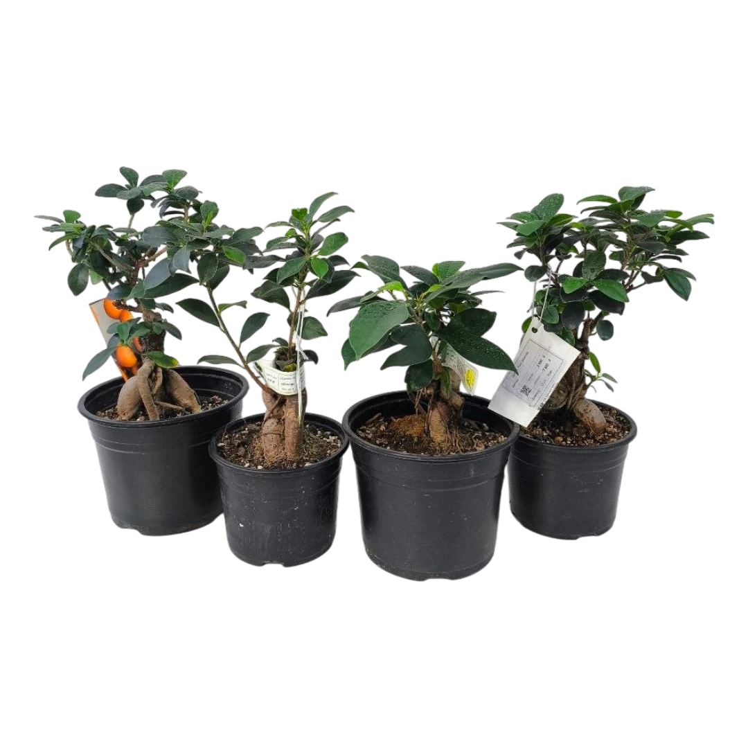Бонсай Фикус Микрокарпа Ginseng/ Ficus Ginseng купить