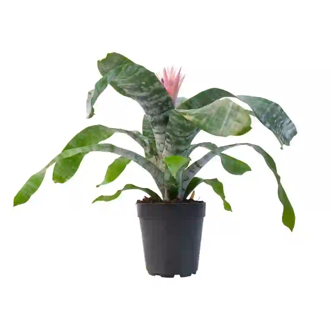 Эхмея фасциата Примера/ Aechmea fasciata Primera купить