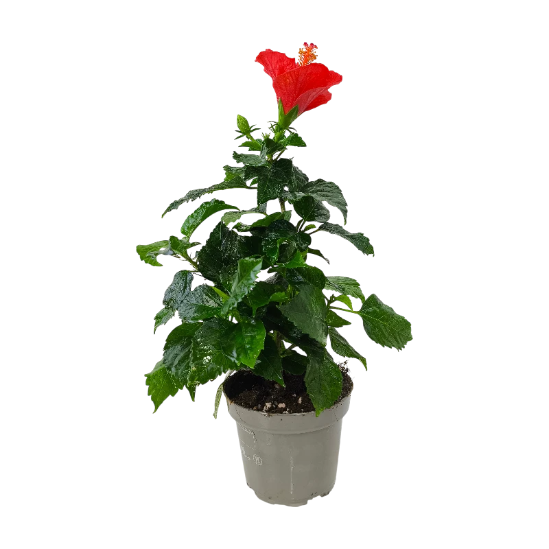 Гибискус / Hibiscus купить