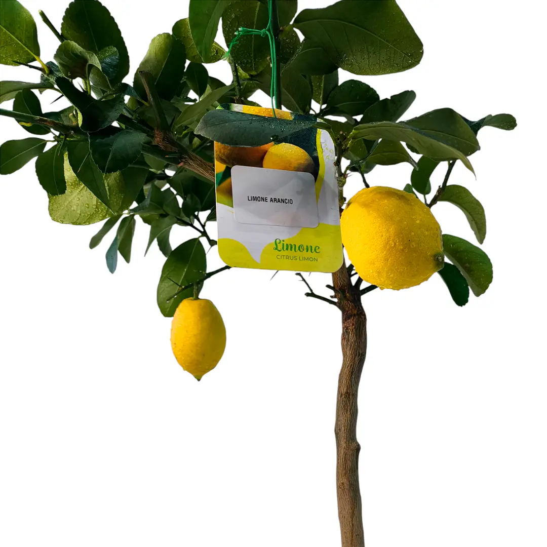 Лимон Аранчио / Lemon Arancio — цитрусовое растение, детальное фото
