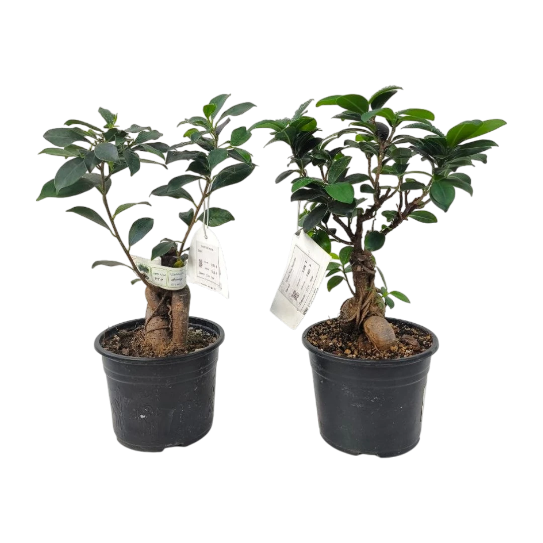 Бонсай Фикус Микрокарпа Ginseng/ Ficus Ginseng купить