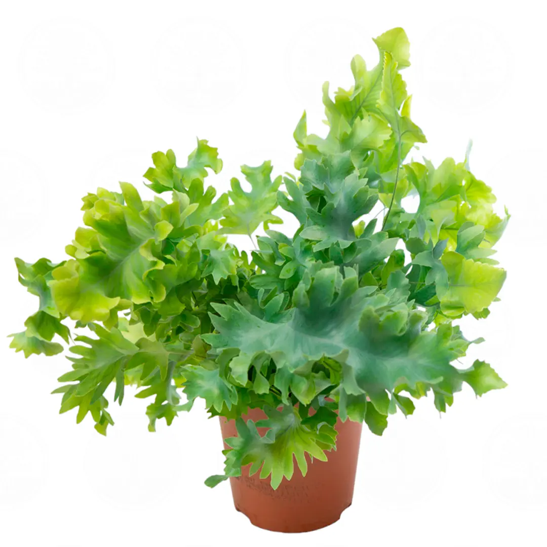 Флебодиум Давана / Phlebodium Aureum Davana купить