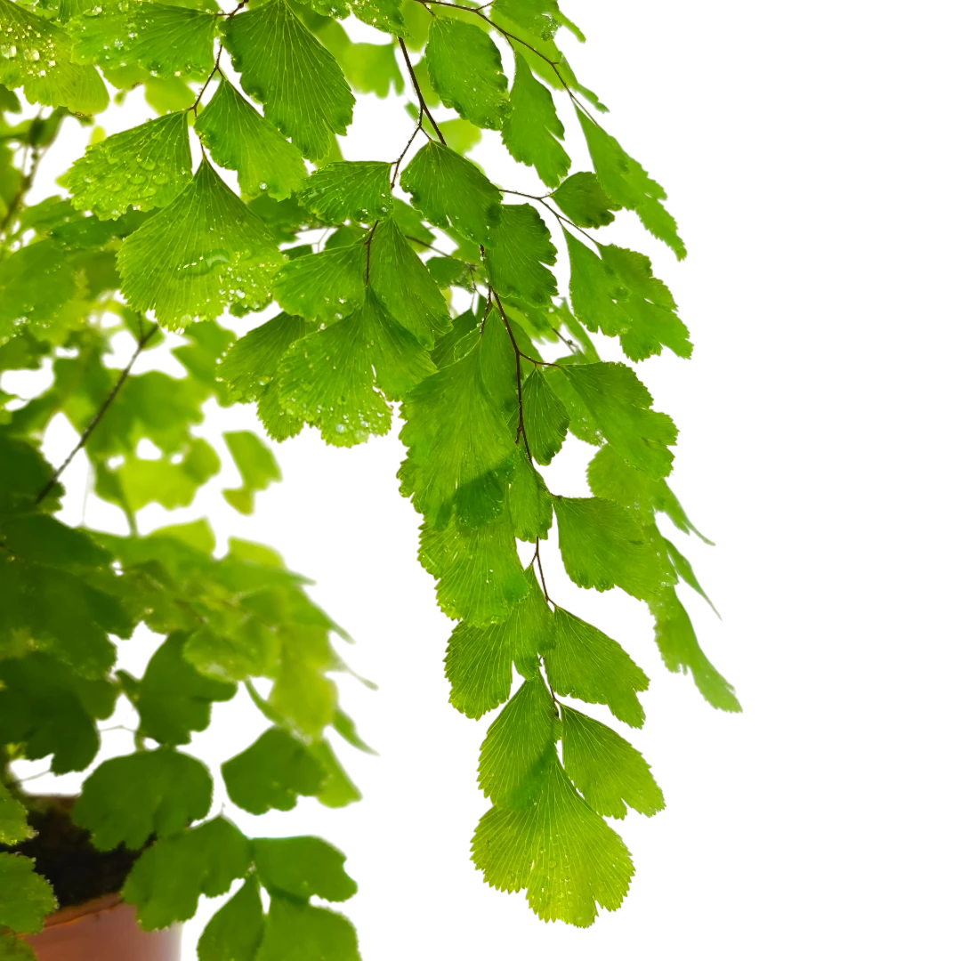 Адиантум радианум Fragrans / "Венерин волос"/Adiantum raddianum Fragrans купить