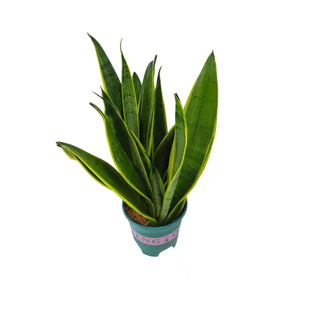 Сансевиерия Уайт Тайгер/ Sansevieria White Tiger купить