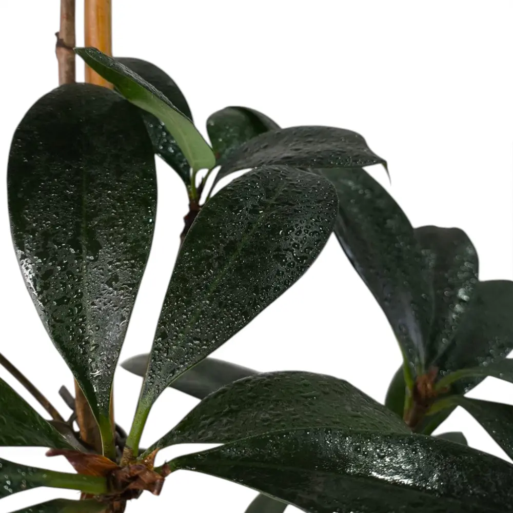 Фикус циатистипула / Ficus Cyathistipula купить
