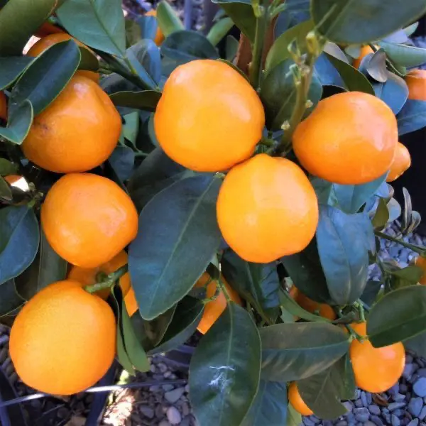 Кумкват японика Маруми / Kumquat Marumi — цитрусовое растение, детальное фото
