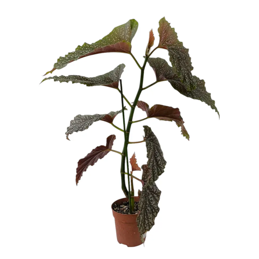 Бегония maculata "Raddi" купить