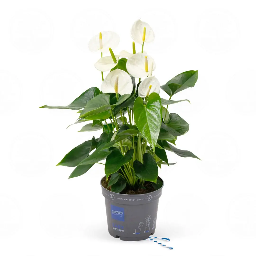 Антуриум Карма Вайт / Anthurium KARMA WHITE купить