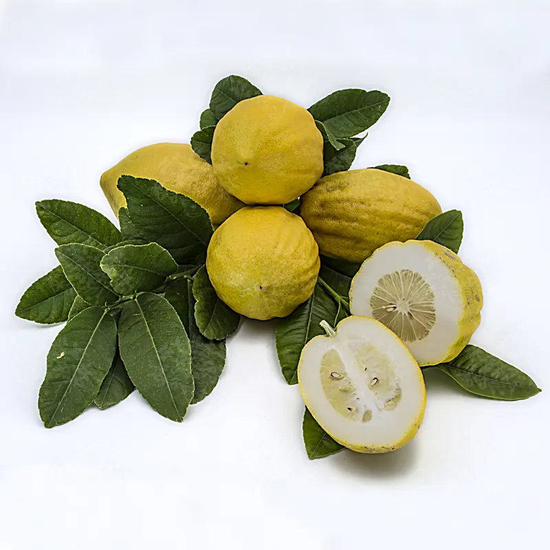 Цитрон Диаманте / Citrus medica Diamante — цитрусовое растение, детальное фото
