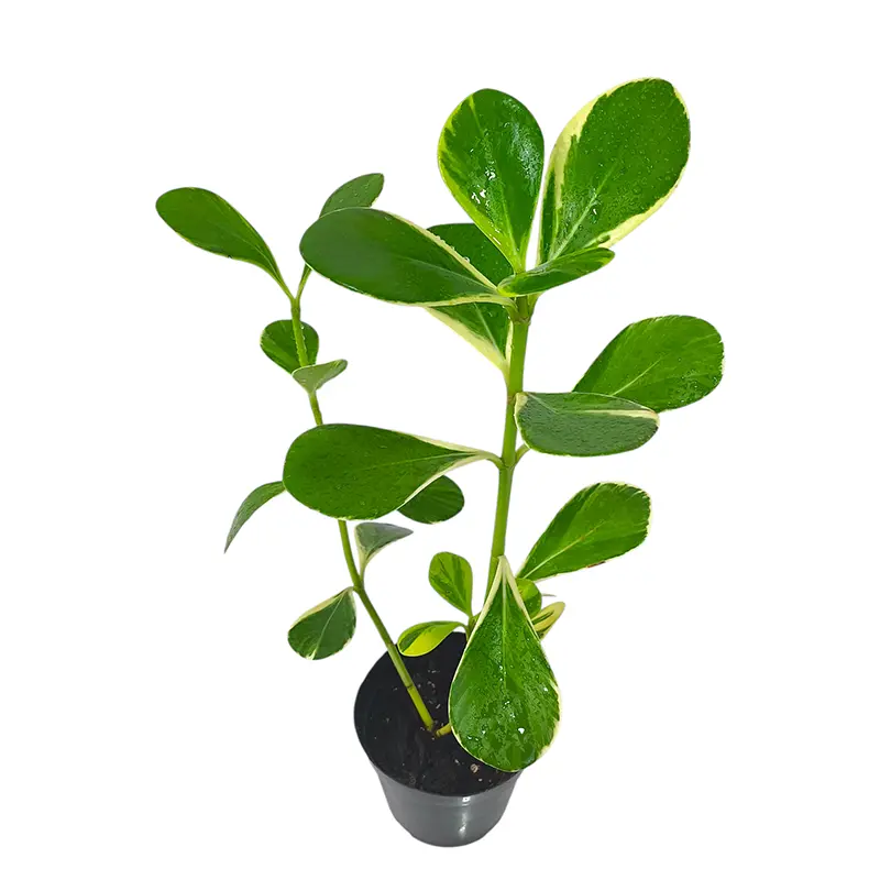 Клузия вариегатная / Clusia rosea Variegata / White Star купить
