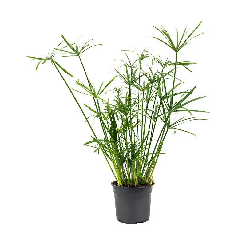 Циперус alternifolius купить