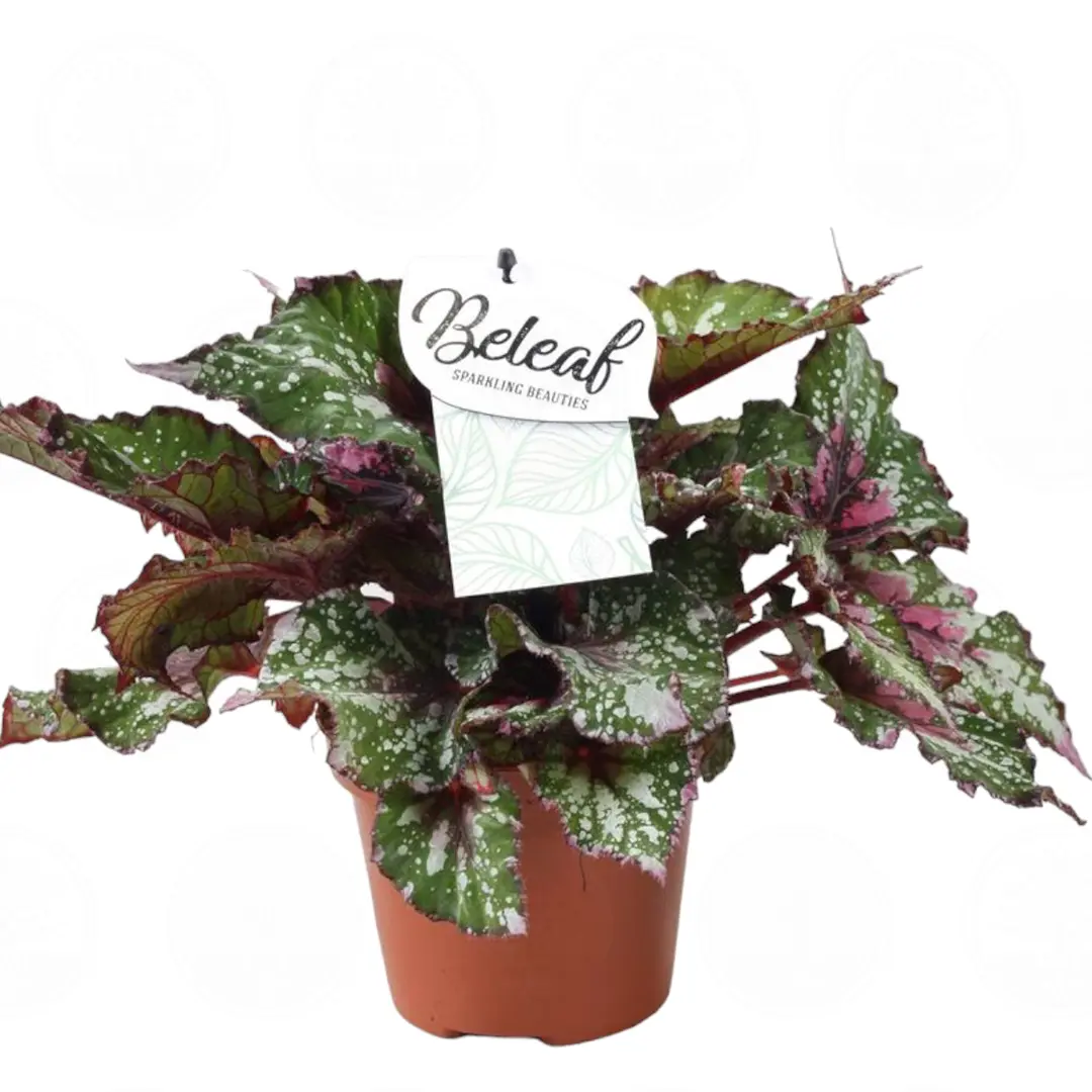 Бегония BELEAF ALASKA CREEK купить