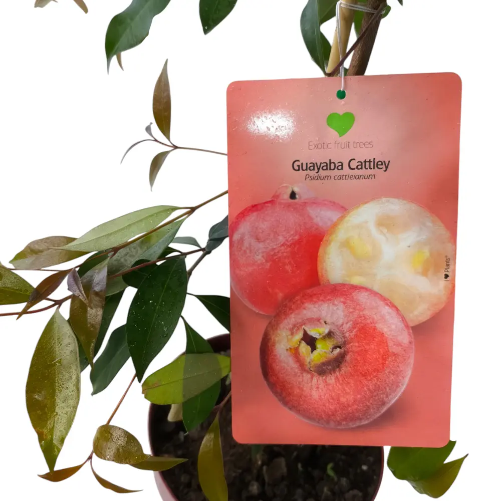 Гуава Земляничная / Psidium cattleyanum