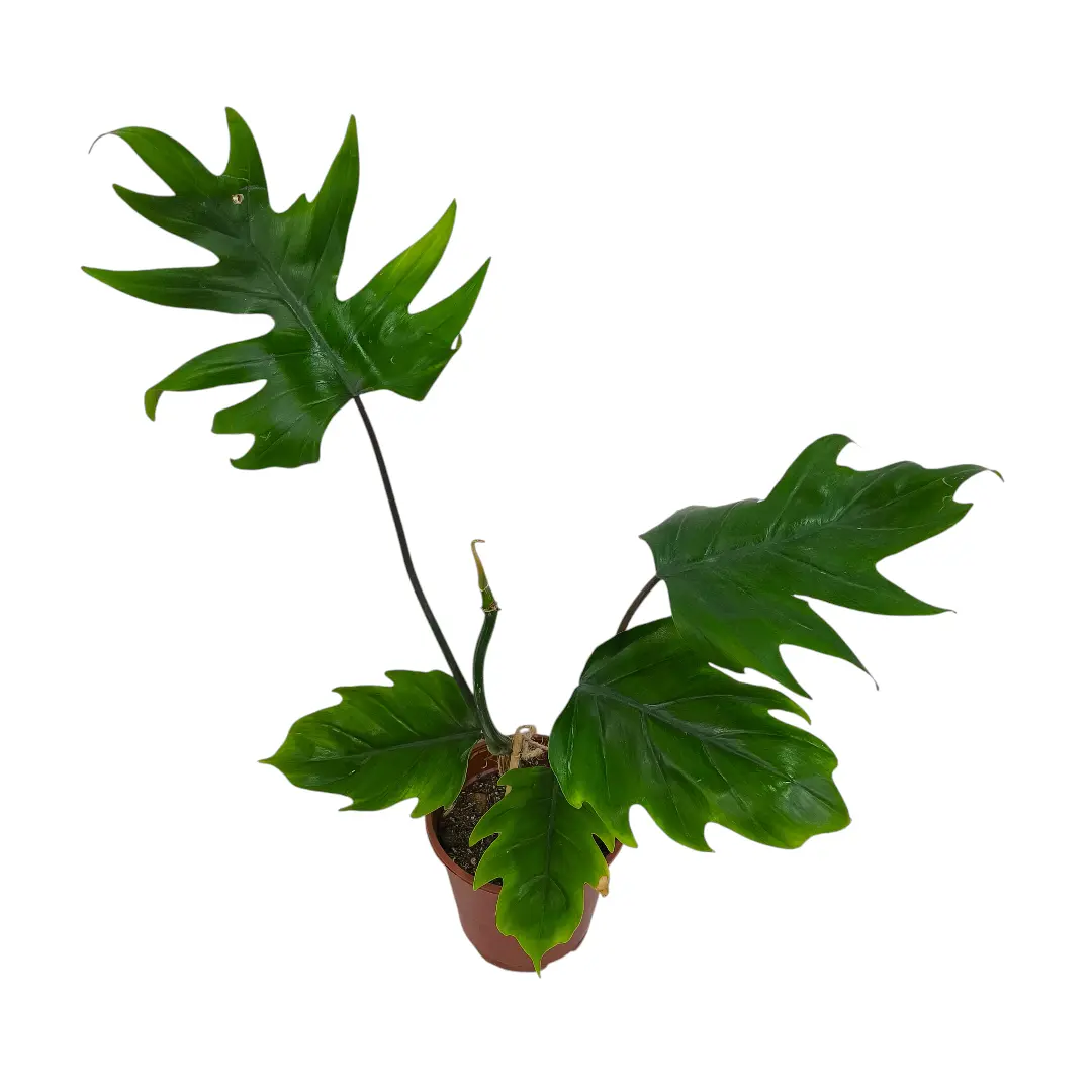 Филодендрон дваждыперистонадрезный/ Philodendron bipinnatifidum купить