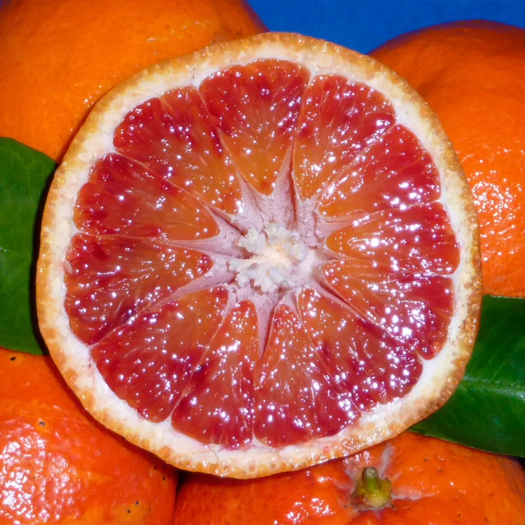Апельсин Тарокко нуцелярный / Orange Tarocco nucellare — цитрусовое растение, детальное фото
