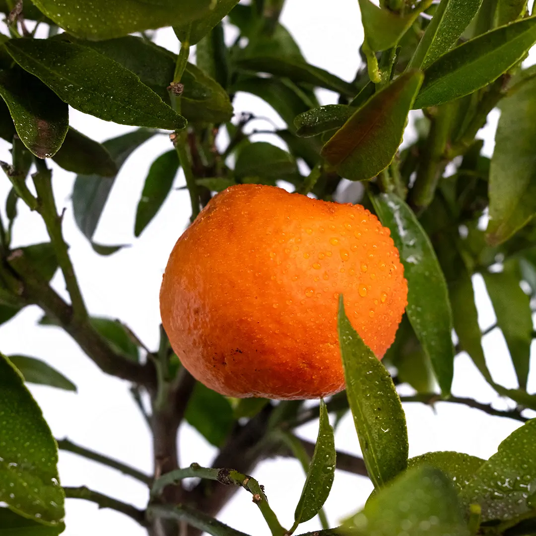 Клементин / Clementine — цитрусовое растение, детальное фото
