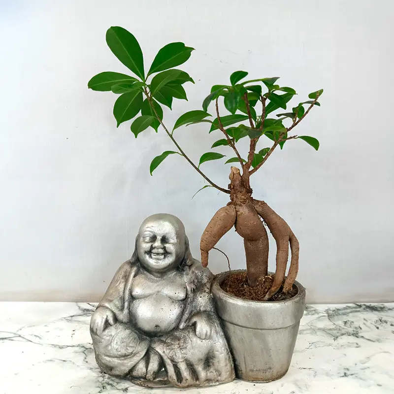 Бонсай Фикус Микрокарпа Ginseng/ Ficus Ginseng купить