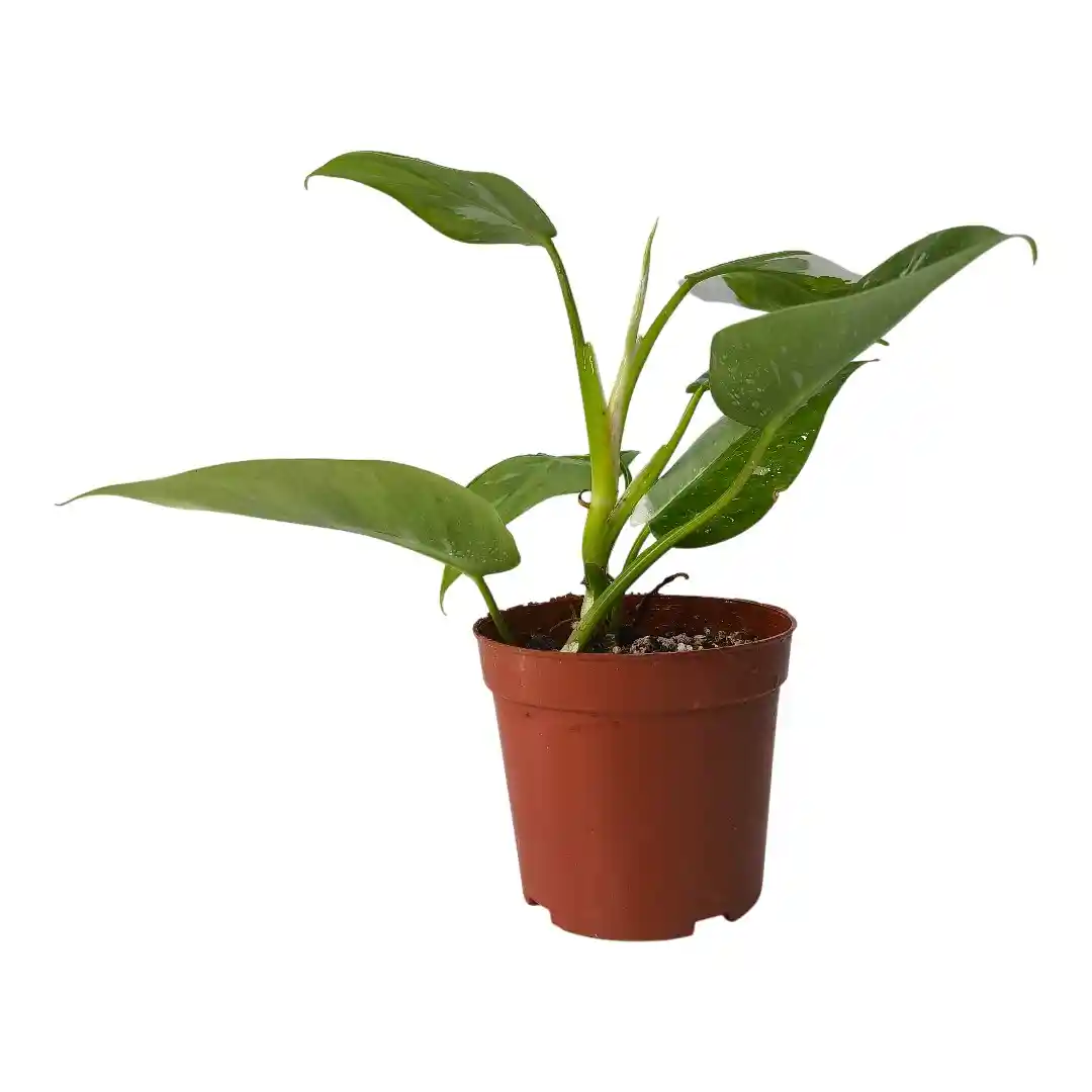 Philodendron White Wizard вариегатные листья