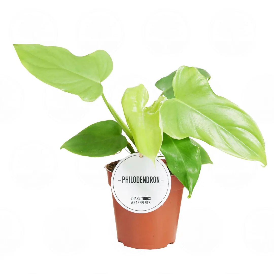 Филодендрон bipennifolium 'Aurea' купить