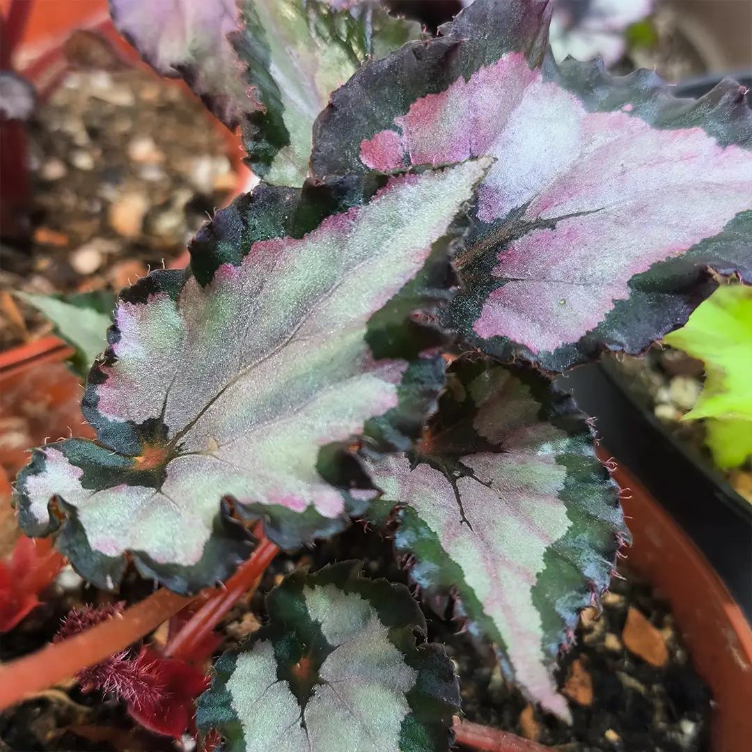 Бегония Белеаф, Рекс/ Begonia Beleaf gemengd купить