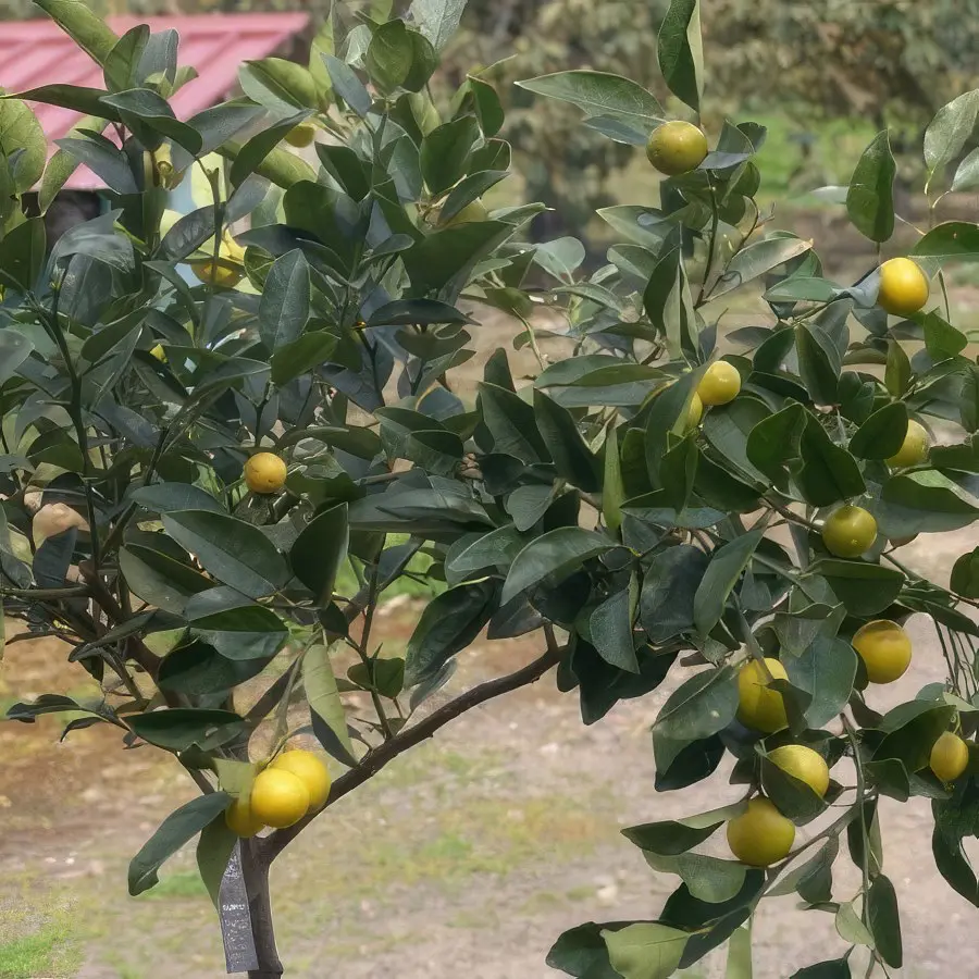 Лимон Марина ди Палмензе / Lemon Marina di Palmense — цитрусовое растение, детальное фото
