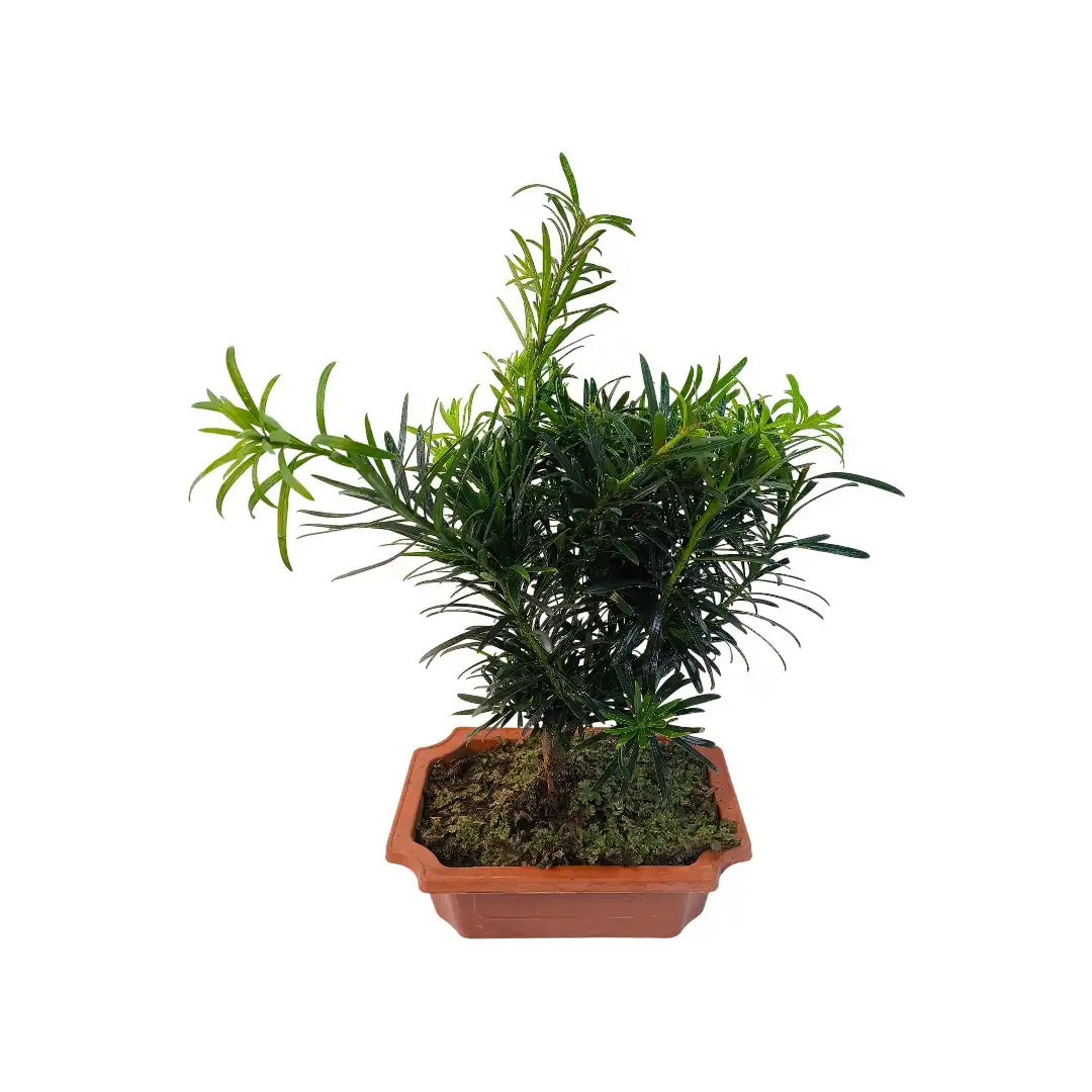 Бонсай Подокарпус / Bonsai Podocarpus купить