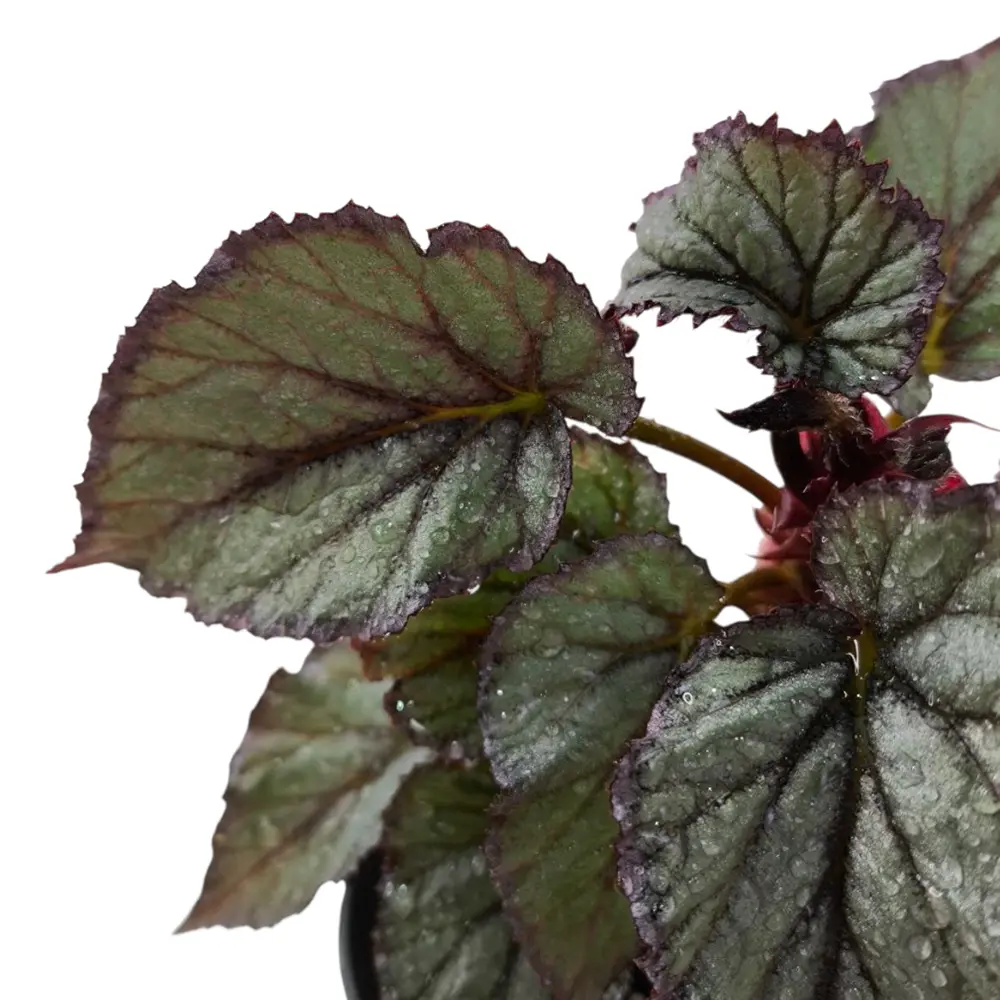 Бегония "Beleaf Arctic Breeze" купить